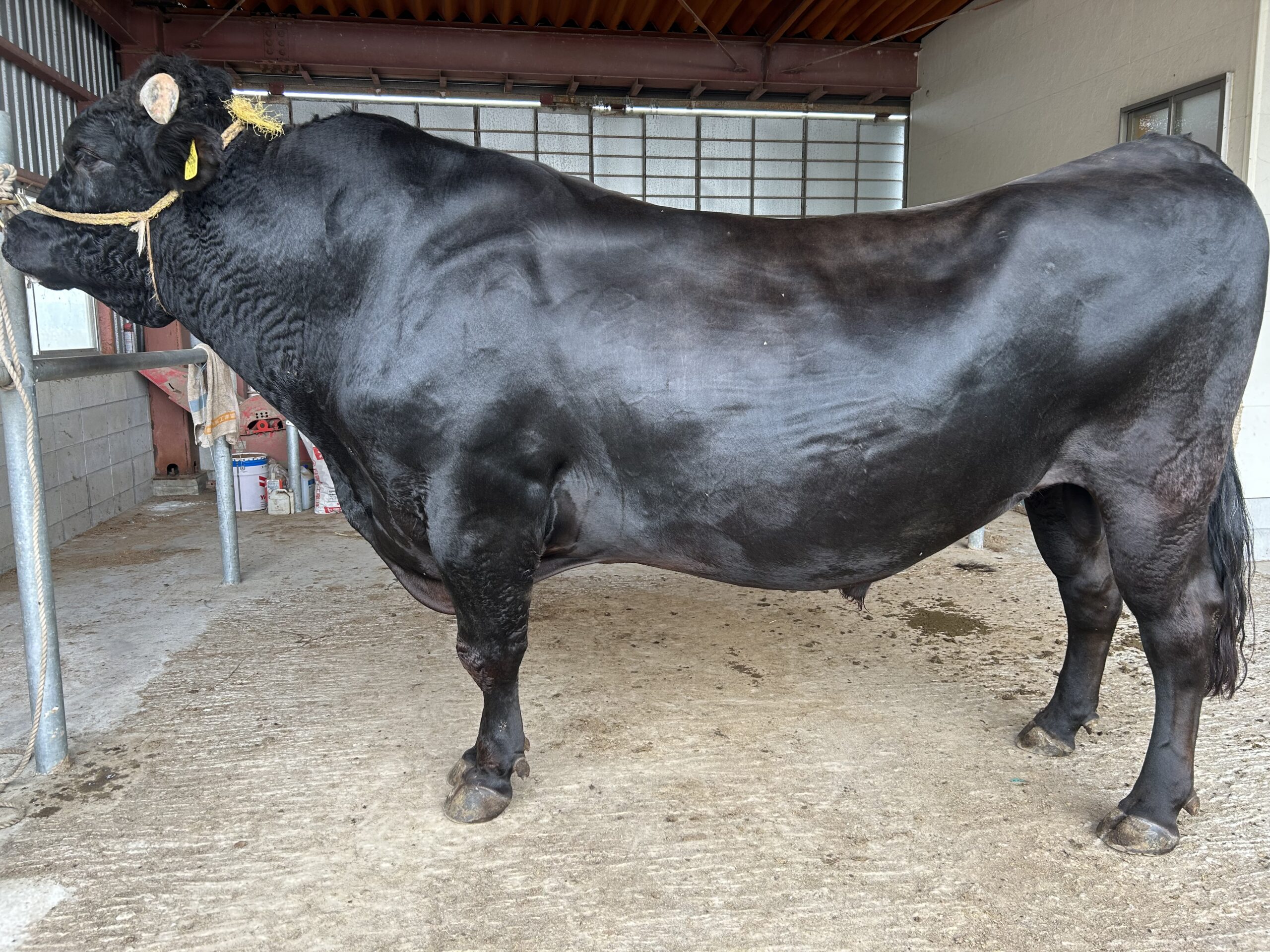 白清花 | 古城種畜場